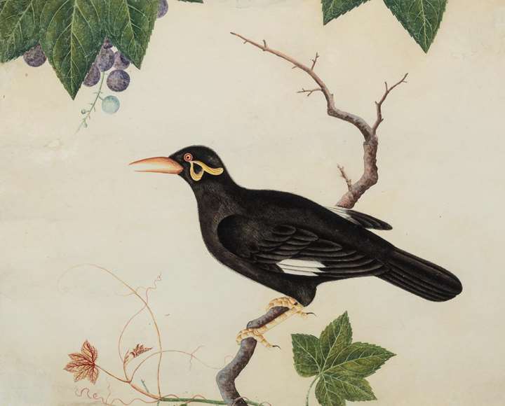 Chinese painting of a Myna bird (Gracula Religiosa)